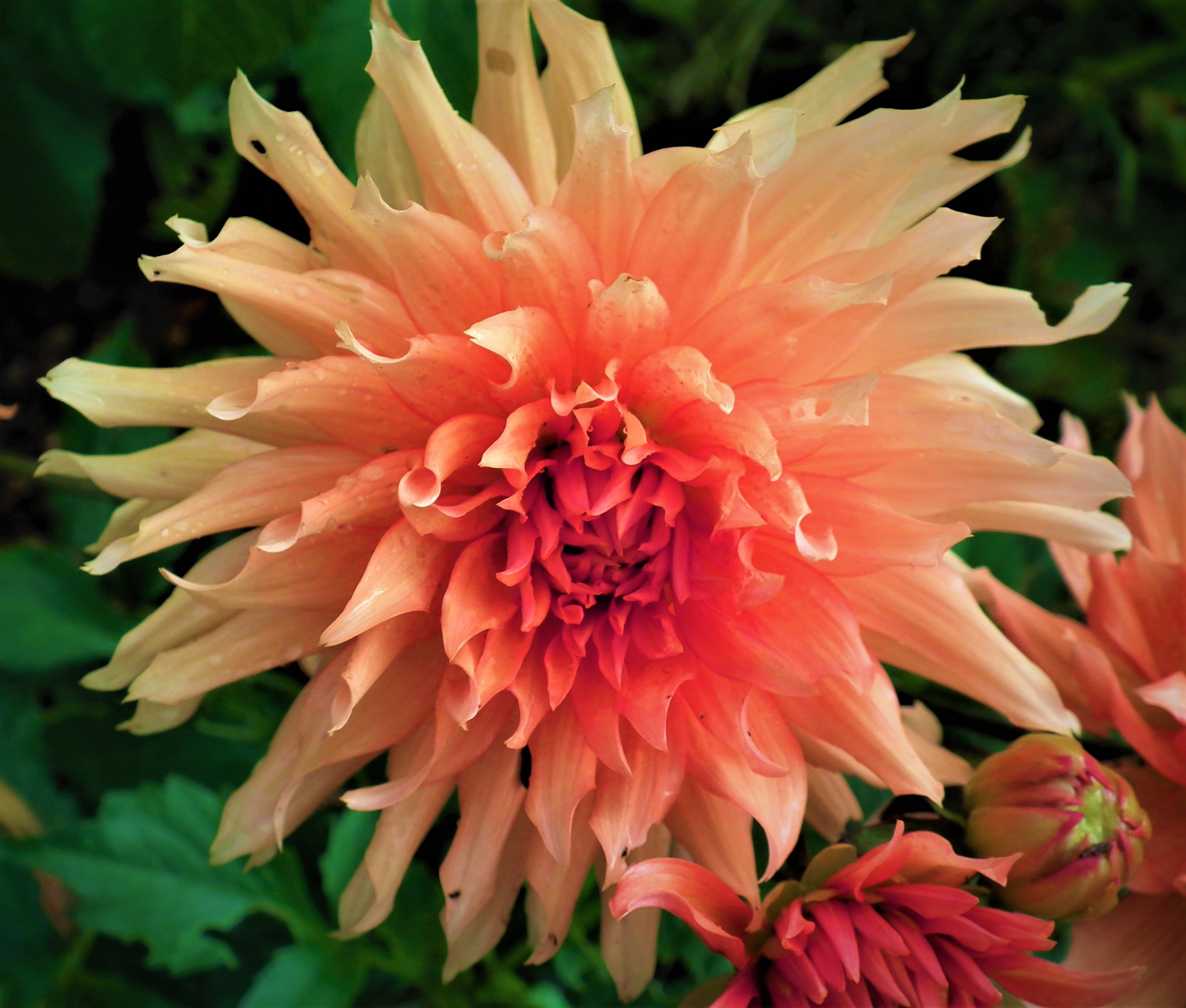 Dahlia Autumn Fairy